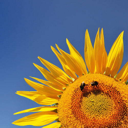2 bees on a large sunflower
