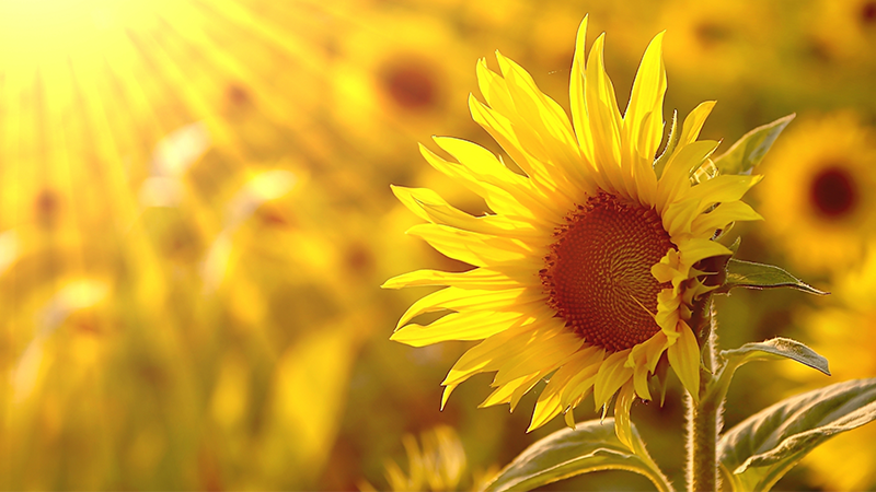 field of sunflowers in bright sunlight