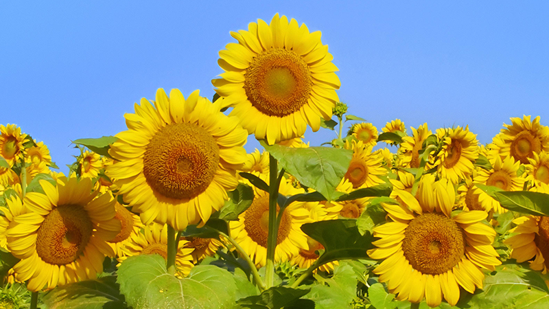 lots of sunflowers with clear blue sky background