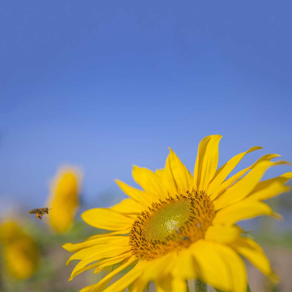 bee about to land on giant yellow sunflower