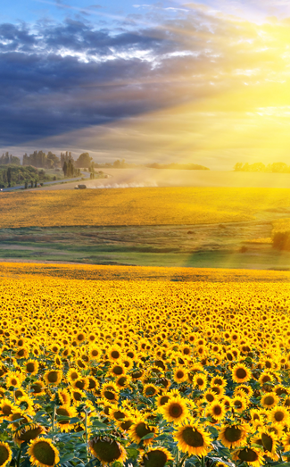 sunflower field in the sunrise