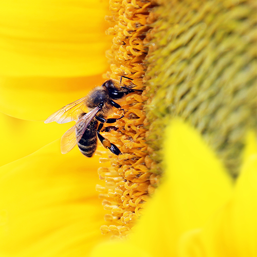 close-up of bee on yellow sunflower