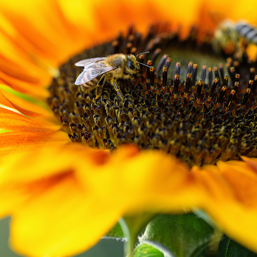 bee busy pollinating a sunflower